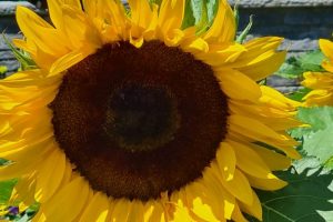 Sonnenblume, Insel Mainau, Bodensee