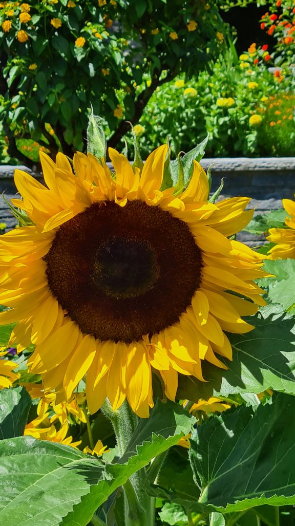 Sunflower, Insel Mainau, Lake Constance