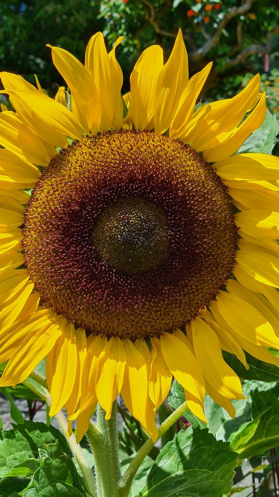 Sunflower, Insel Mainau, Lake Constance