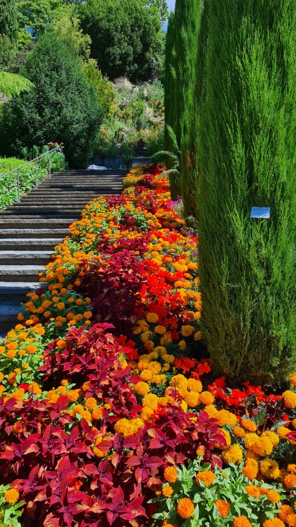 Insel Mainau, Treppe mit Blumen