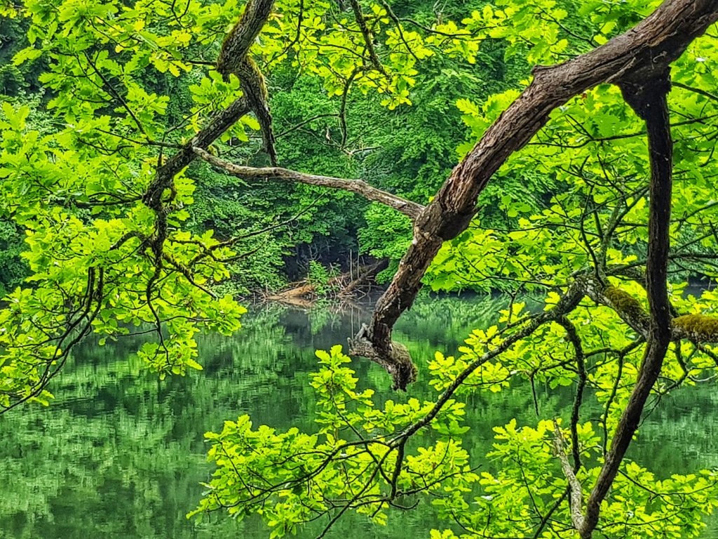 Big oak trees surround the Sihl Pond