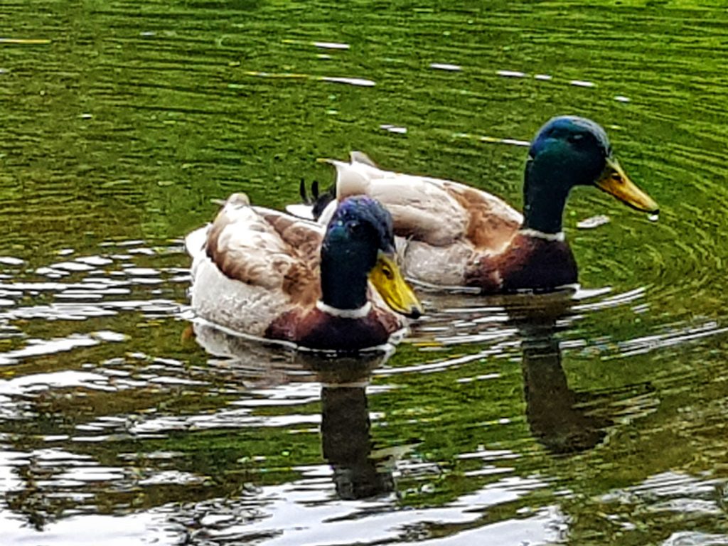 2 ducks on the sihl pond