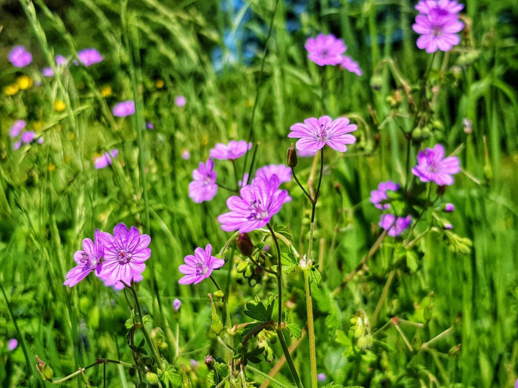 Purple flower meadow