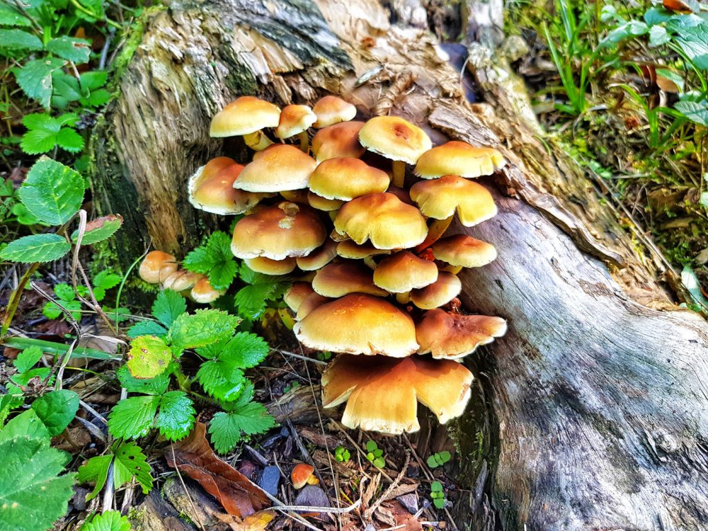 The time of year that the funghi wrap the tree bases