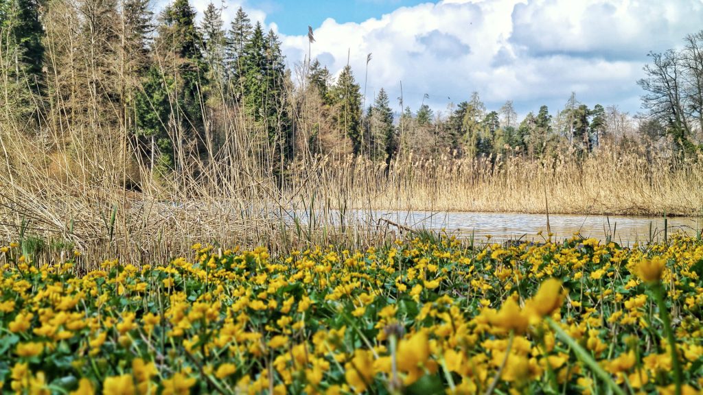 Dreamy Sihlwald pond surrounded by reeds and yellow flowers.