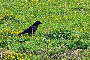 A crow in the bog meadow