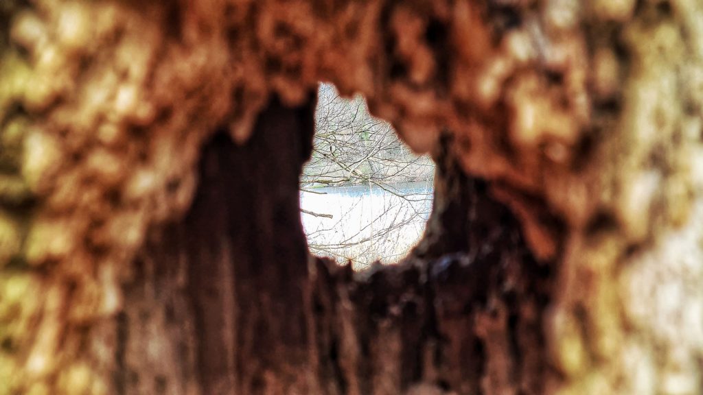 View through a dead tree, in the background the Silwald Pond.