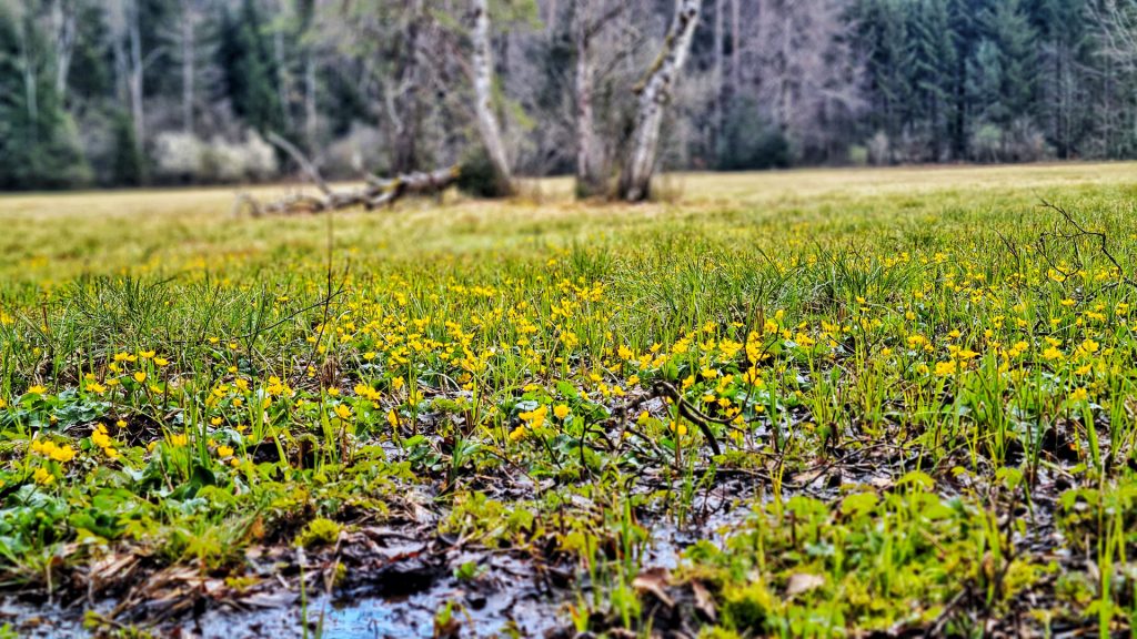 Moorland in the Sihlwald. In spring the yellow butter cup flowers bloom.
