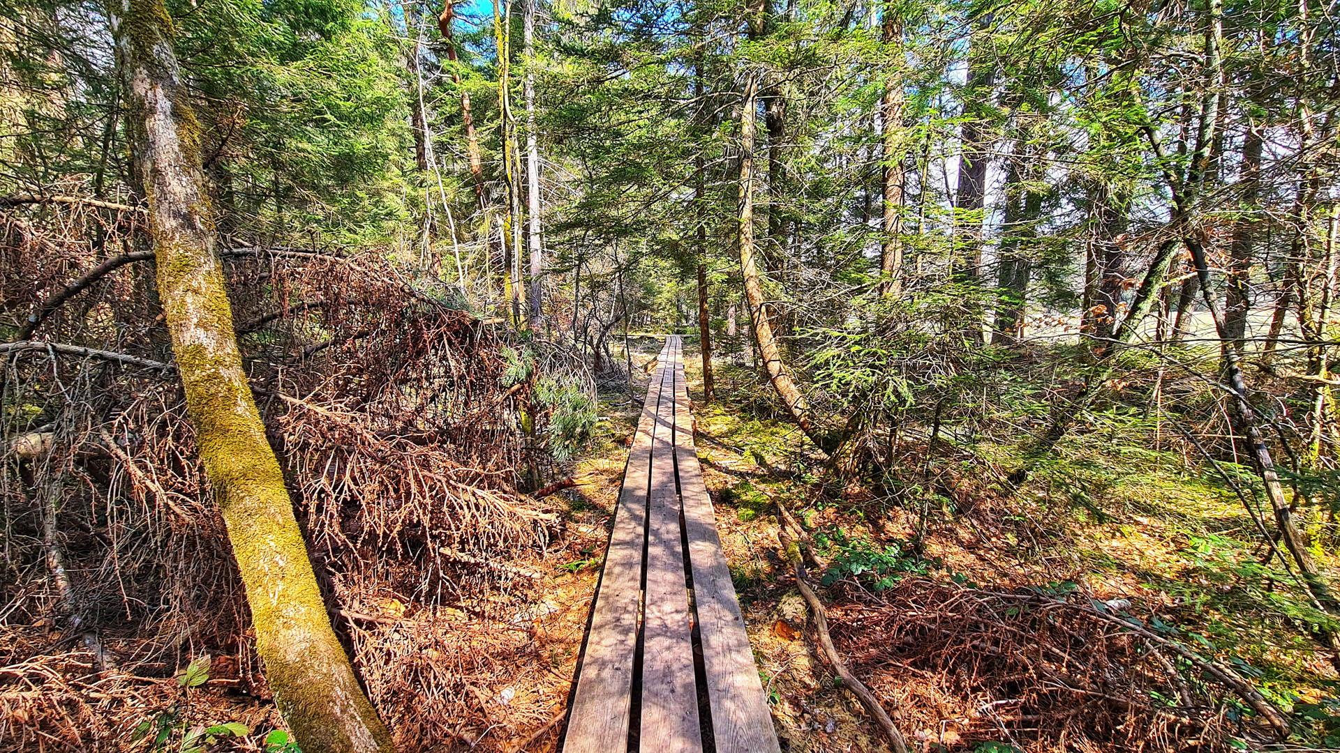 Forest Nature Trail Sihlwald, a wooden walkway leads past various attractions.