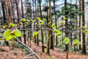 In spring the beech trees sprout