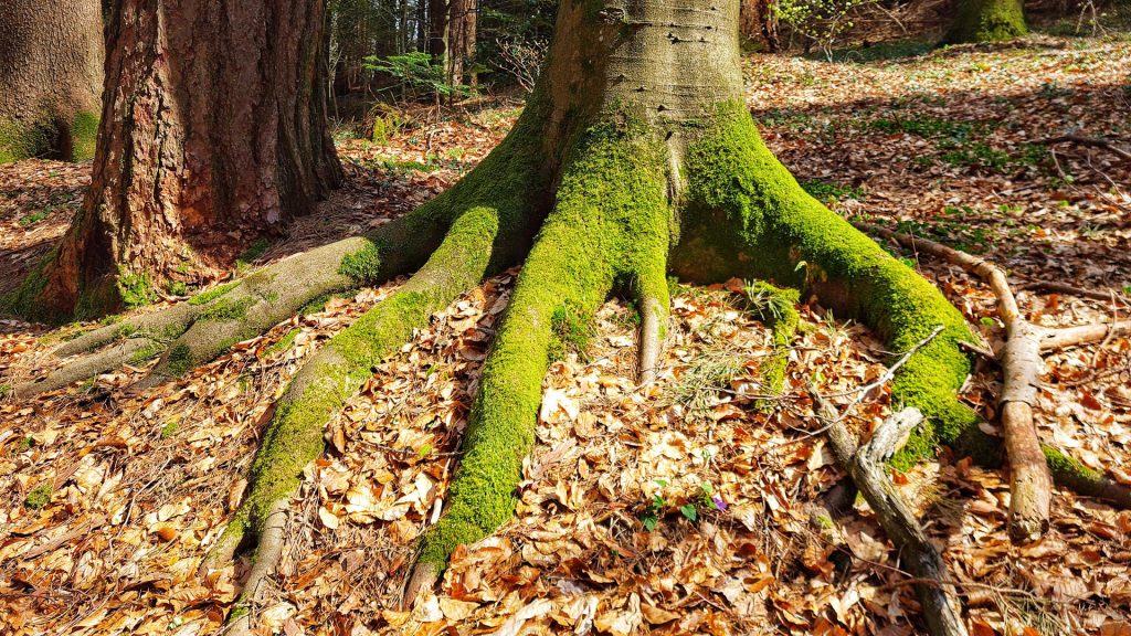 Beautiful Tree roots overgrown with moss