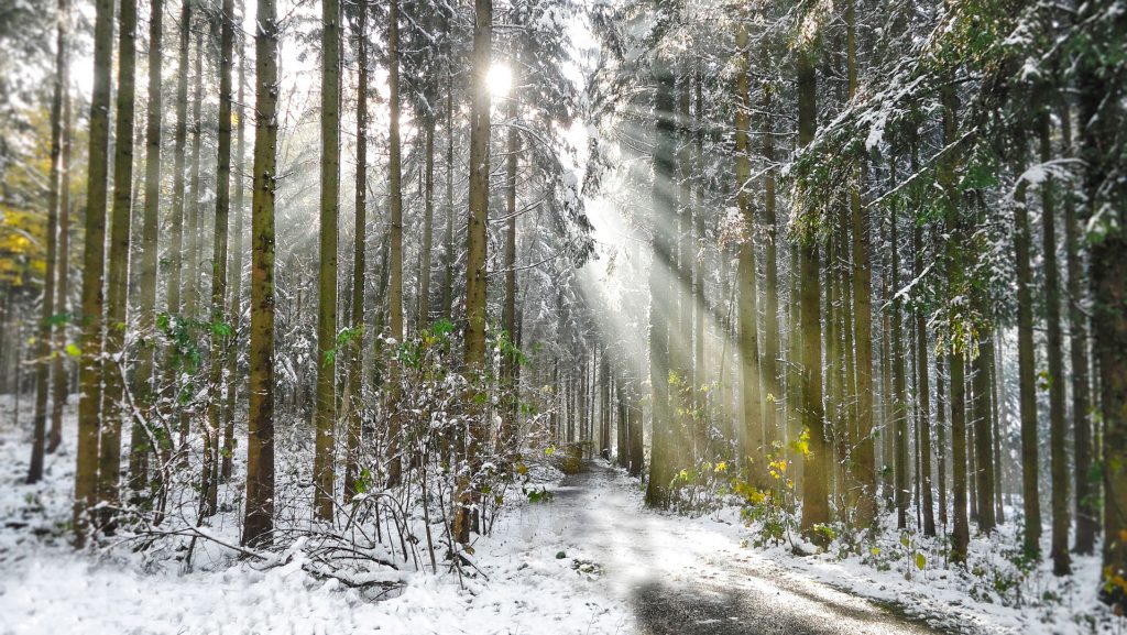 When sunlight shines through trees, beautiful Winter Impressions from the Sihlwald