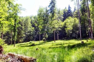 A lush green meadow in the middle of the Sihlwald