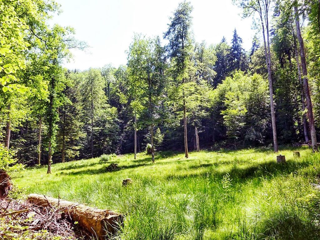 A lush green meadow in the middle of the Sihlwald