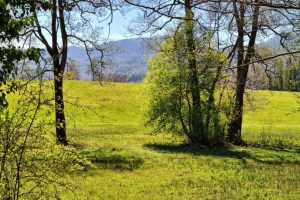 Sihlwald, Sihl Valley Impressions 2021, Green Meadow