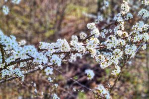 Sihlwald, Sihl Valley Impressions 2021, Spring blossom