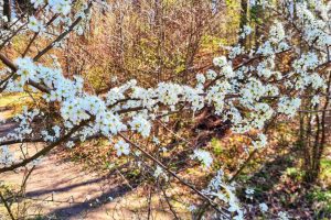 Sihlwald, Sihl Valley Impressions 2021, Spring blossom