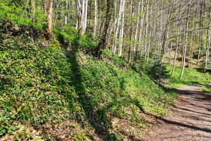 Sihlwald, Sihl Valley Impressions 2021, Wild garlic