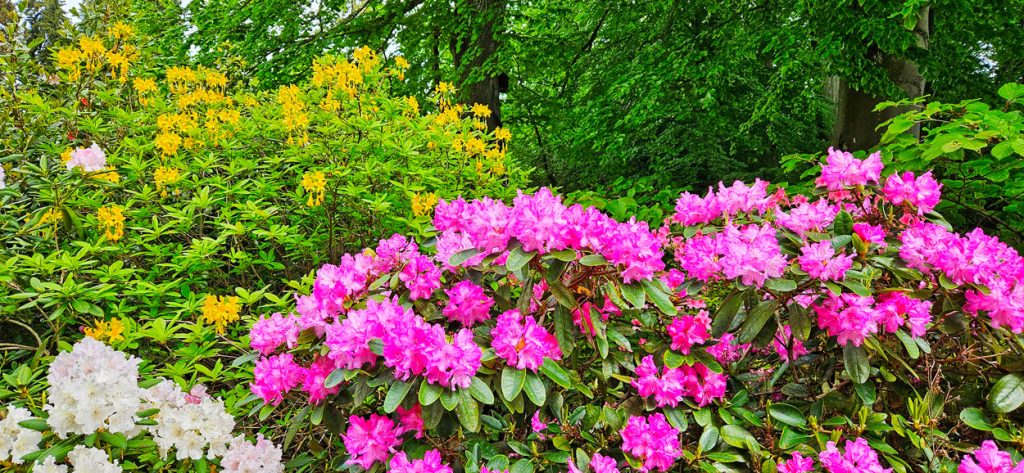 Rhododendron, Mainau Island, Lake Constance