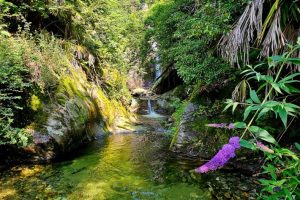 "Summer Dream: Enjoy Refreshment in the Stream with Waterfall"